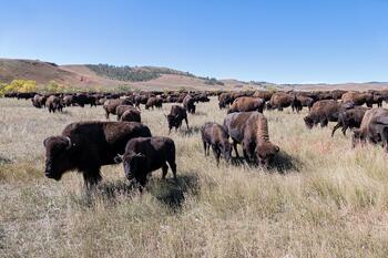 bison roundup, buffalo roundup, bison herd, bison,
