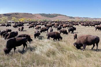 bison roundup, buffalo roundup, bison herd, bison,