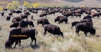 bison roundup, buffalo roundup, bison herd, bison,