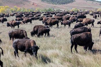 bison roundup, buffalo roundup, bison herd, bison,