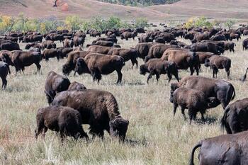 bison roundup, buffalo roundup, bison herd, bison,