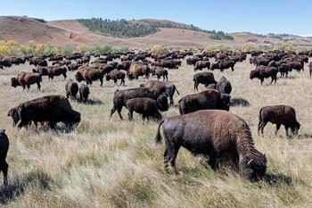 bison roundup, buffalo roundup, bison herd, bison,