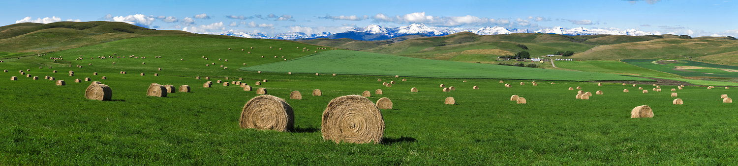 Rancher's hay field south of Longview, Alberta.