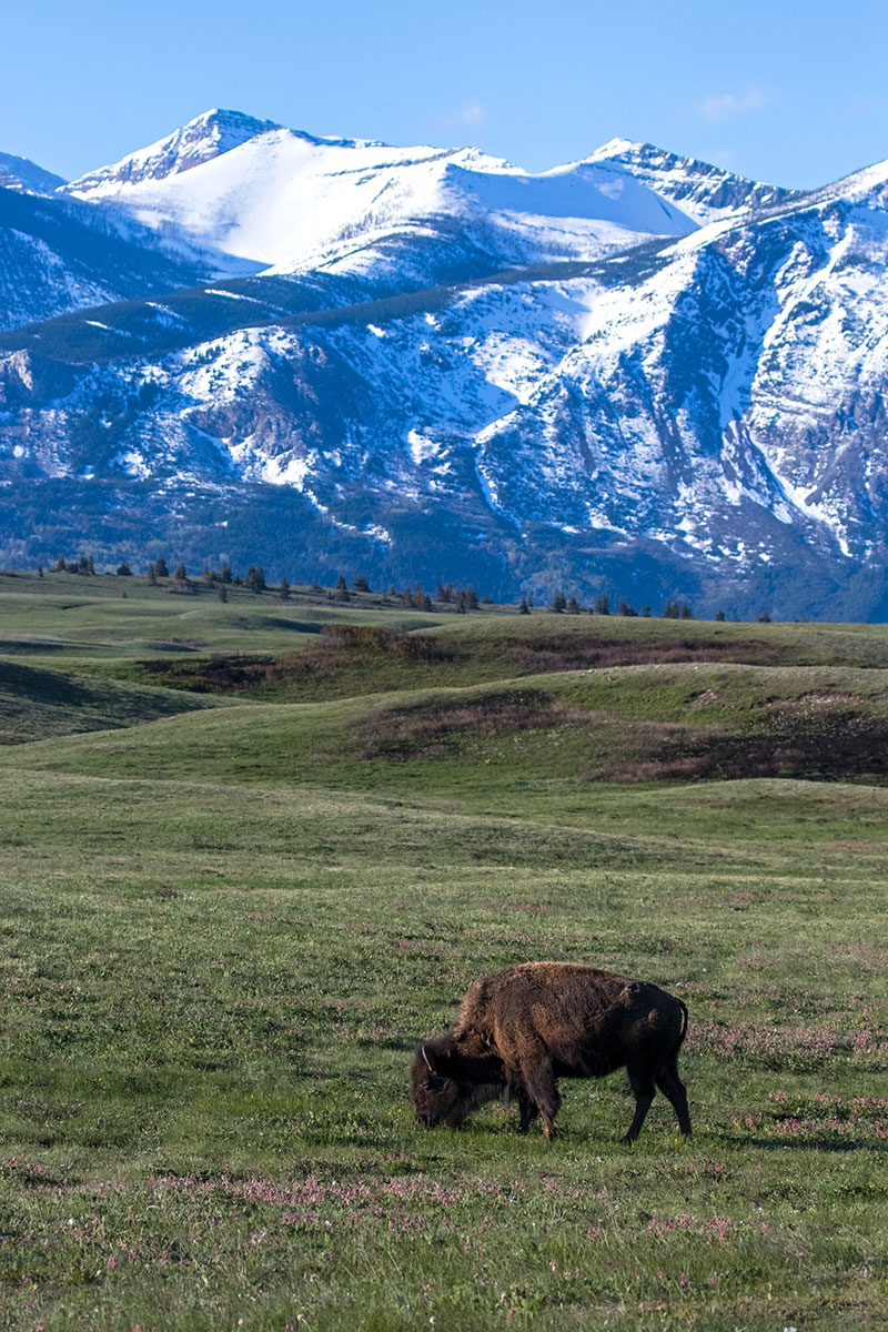 views from within the bison paddock