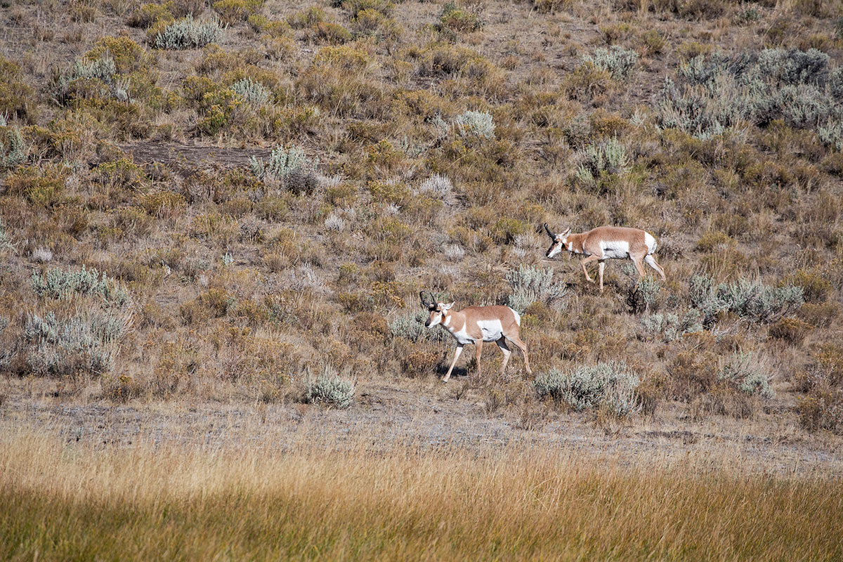 pronghorn antelope buck