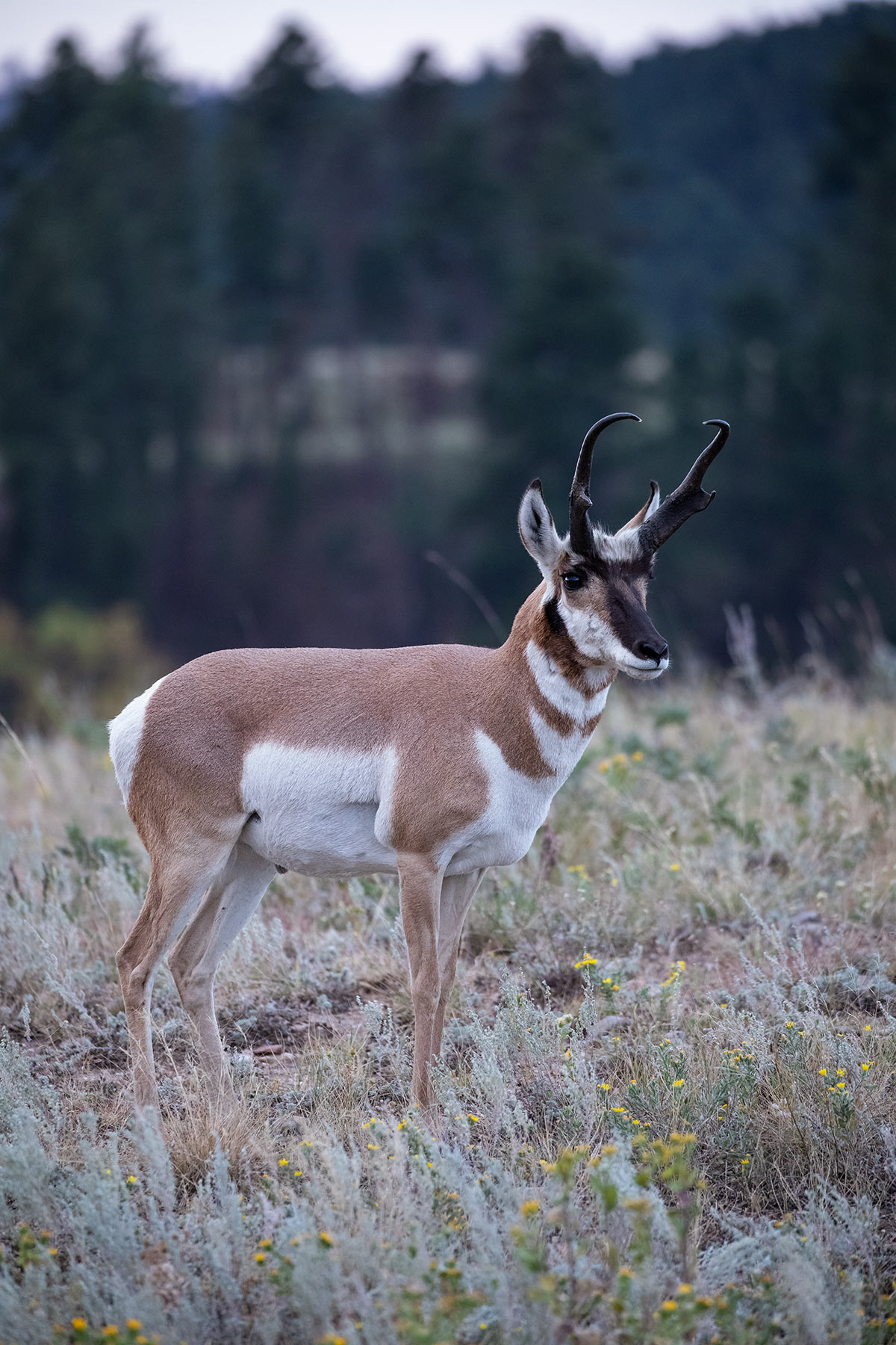 pronghorn antelope buck