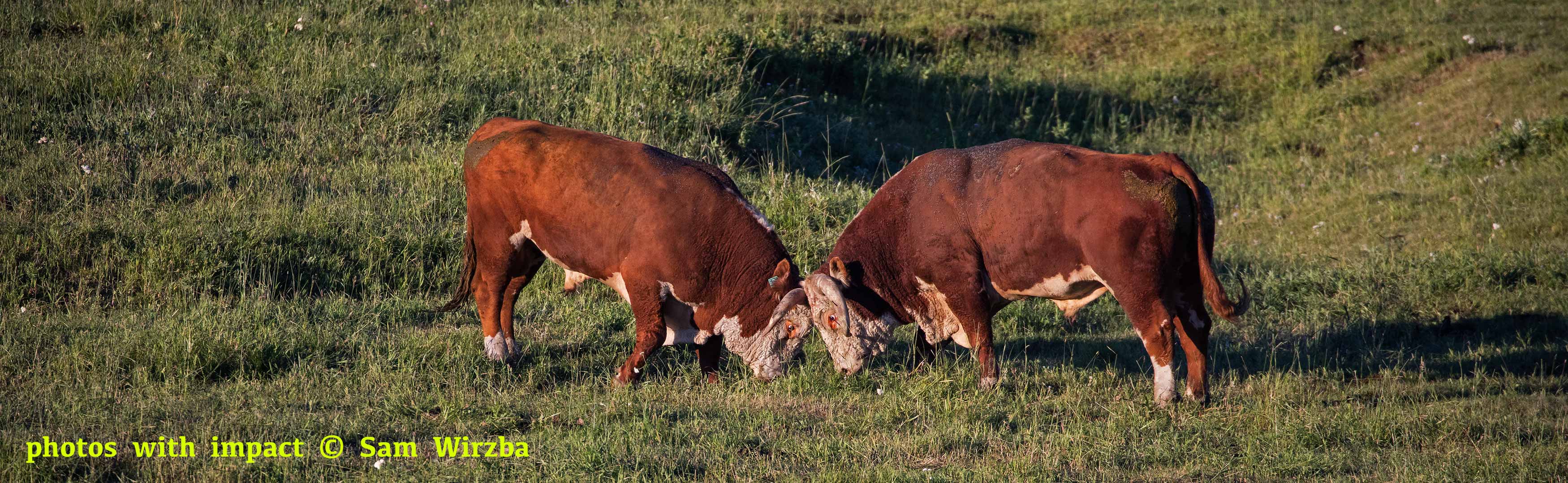 18_bl_128A5851_b | Sam Wirzba livestock and cattle photography
