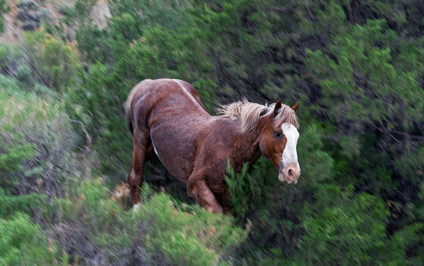 Wild horses (mustangs, feral horses) roam freely in the park.