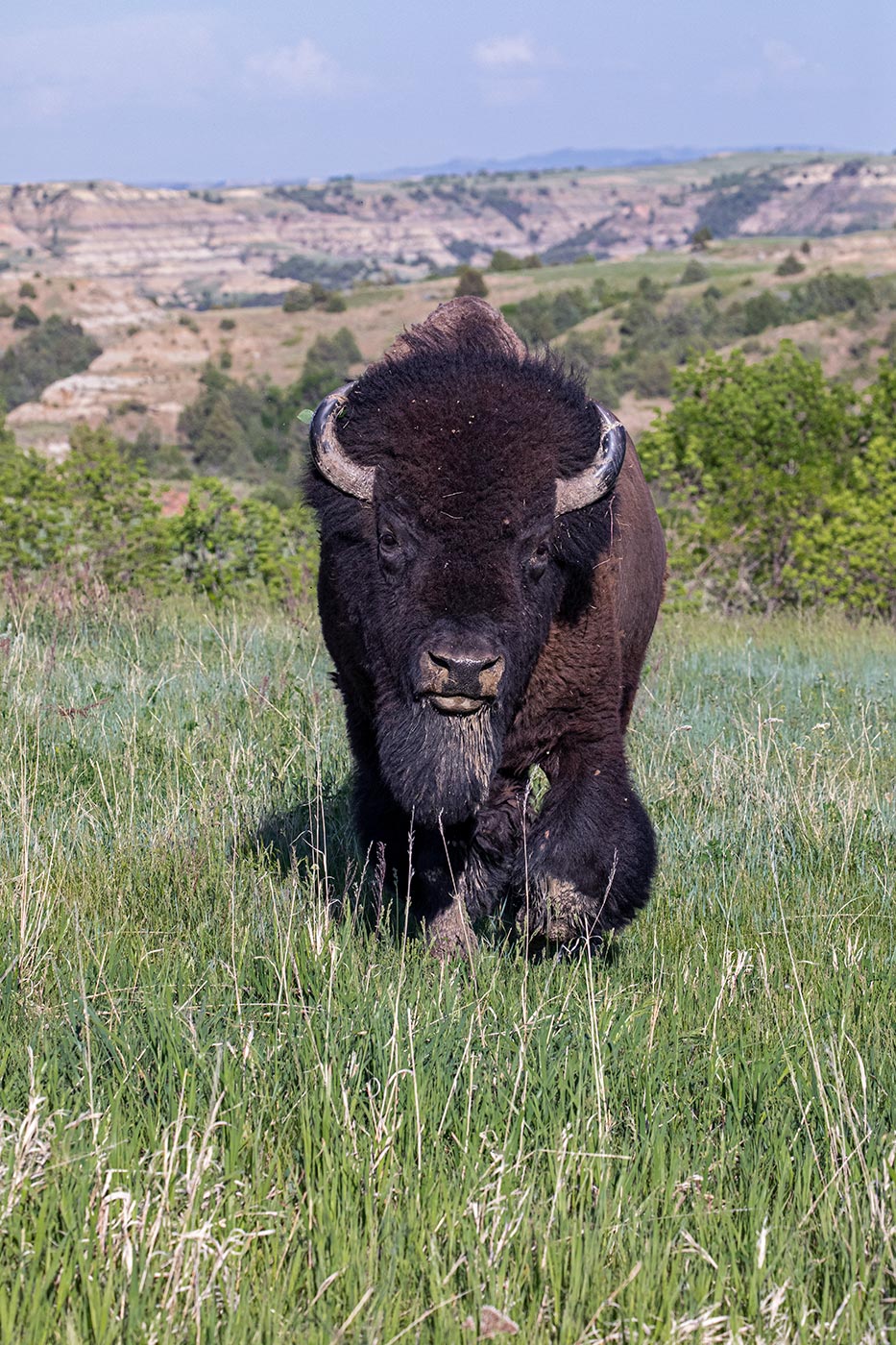 bison, spring
