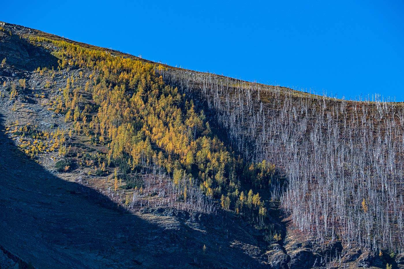 High elevation larch trees in fall on Mount Crandell