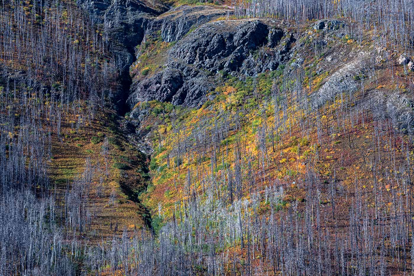 Brilliant fall colours in the burned forest understory along the Red Rock Canyon parkway