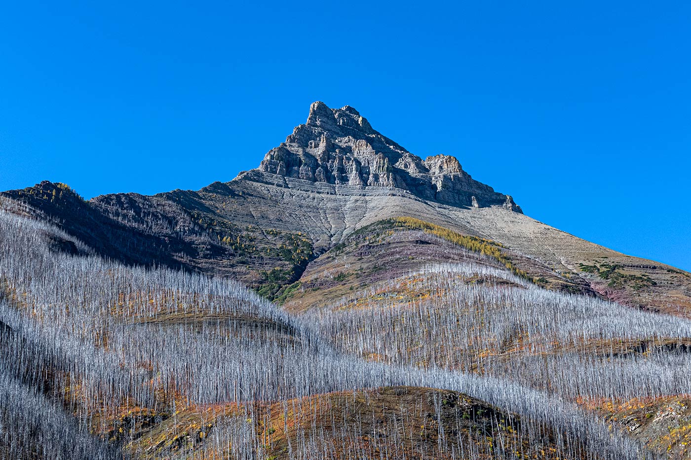 North face of Mount Blakistan and high elevation larch trees in fall
